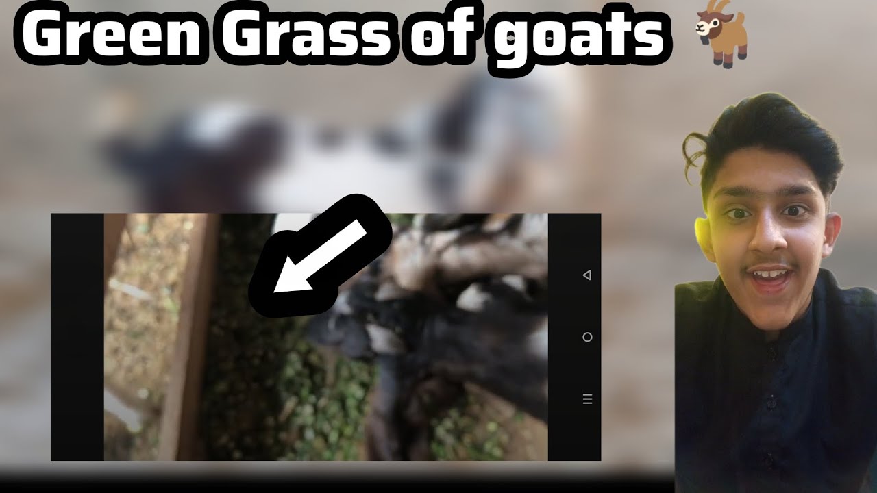 Green Grass of Goats 🐐| New information for Goats 😄| Rehzaib goats 😍
