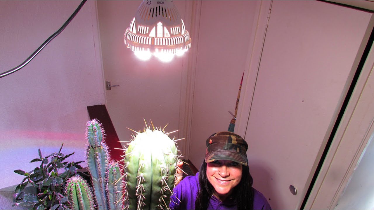 SANSI 36W LED Grow Light Bulb for Indoor Plants, Unboxing & initial