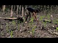Growing corn plants in the wild, Survival instinct, Wilderness alone, Episode 87