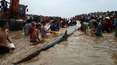 Toàn cảnh cứu cá voi hơn chục tấn đang mắc cạn ở biển Nghệ An trưa 25/5