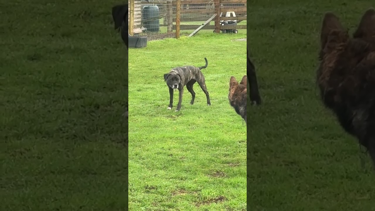 Harper’s energy level was super high when playing with dogs. Teaching her how to play respectfully.