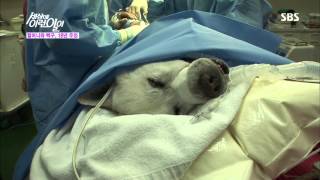 순간 포착 세상에 이런 일이 130725 #16(9)