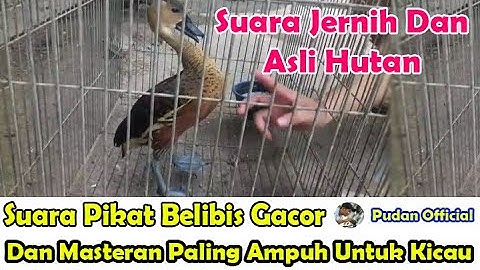 SUARA PIKAT BURUNG BELIBIS - SUARA MASTERAN BELIBIS ASLI SUARA ORIGINAL DAN AUDIO JERNIH