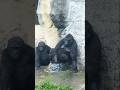 Ringo 陪Iriki 玩水#gorilla