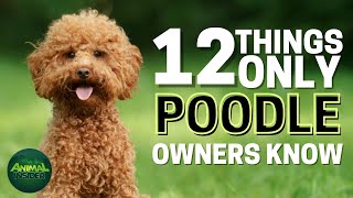 12 Things Only Poodle Dog Owners Understand by Animal Insider + 346 views 2 months ago 8 minutes, 14 seconds
