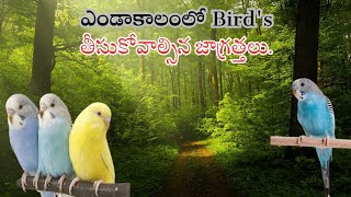 Budgiesఎండాకాలంలో ఎలాంటి జాగ్రత్తలు తీసుకోవాలి Birds కి తీసుకోవాల్సిన జాగ్రత్తలు @MFriendsDreamVlogs