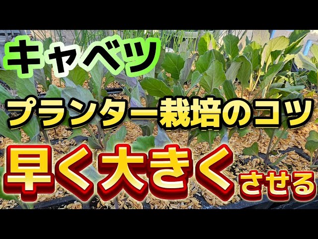 Cabbage] Now is the time to plant! Here's how you can grow it in a