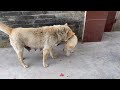 YY017.Dog 6-An Unexpected Delight: The Adorable Dogs in the Village