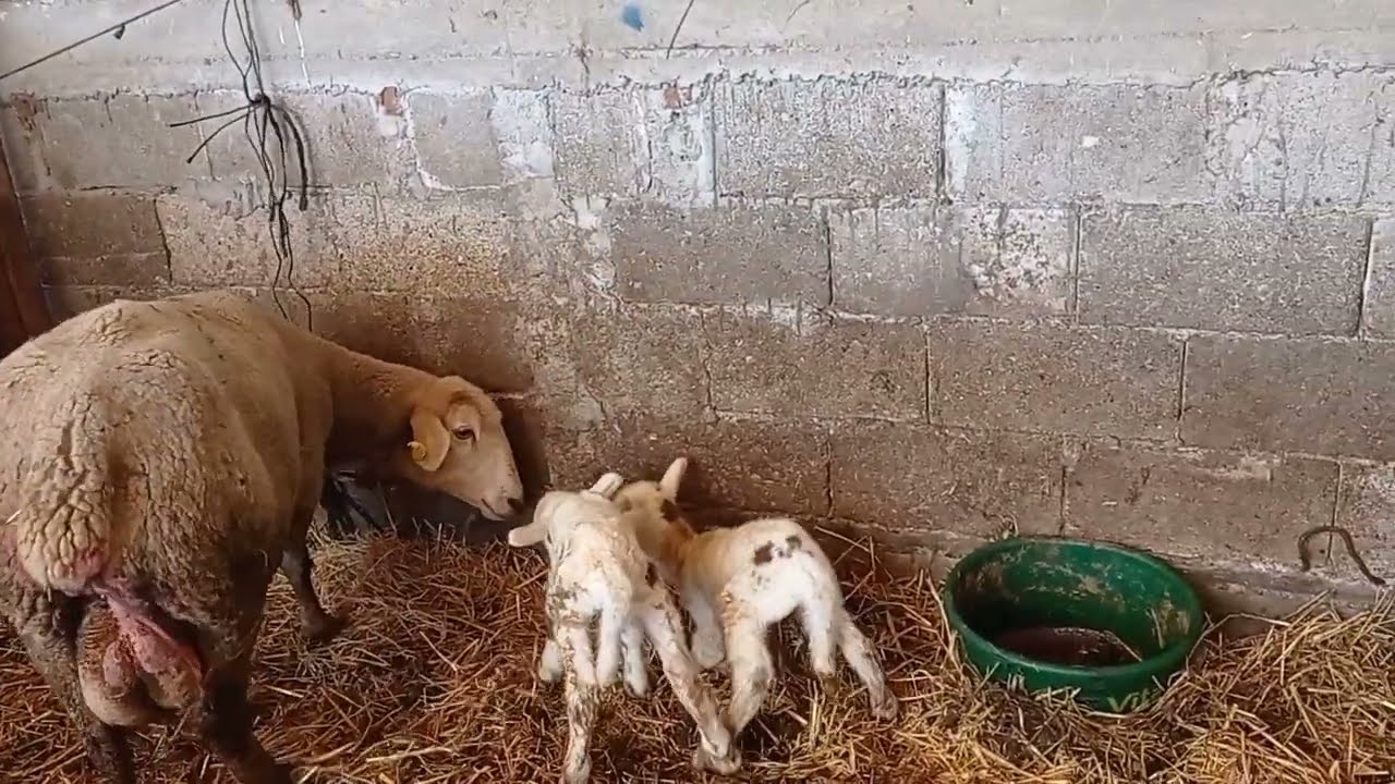 YENİ DOĞAN KUZU NASIL EMZİRİLİR