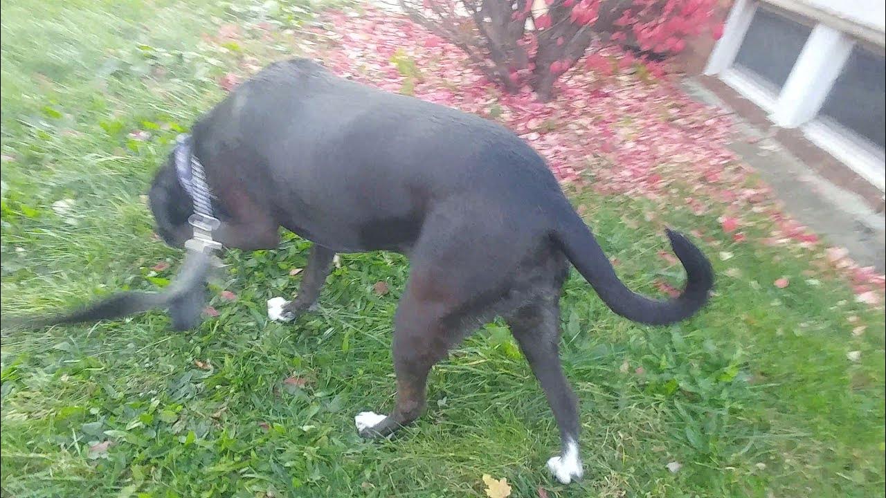 Steaming dog poop Day 263 YouTube