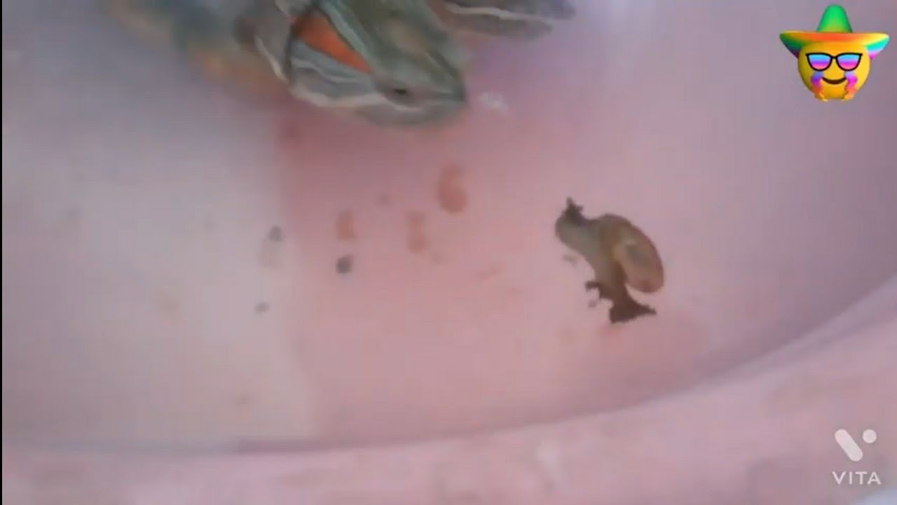 feeding snails to red eared terrapin. 😁😁