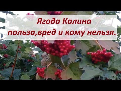 Калина польза и вред ягоды. Кому нельзя!!!