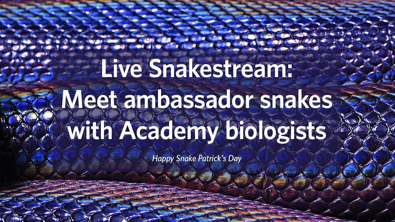 It's a Snake Patrick's Day Snakestream! (Meet Academy Ambassador Snakes ...