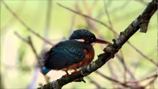 Kingfisher Diary EP 1 - Kingfisher preening