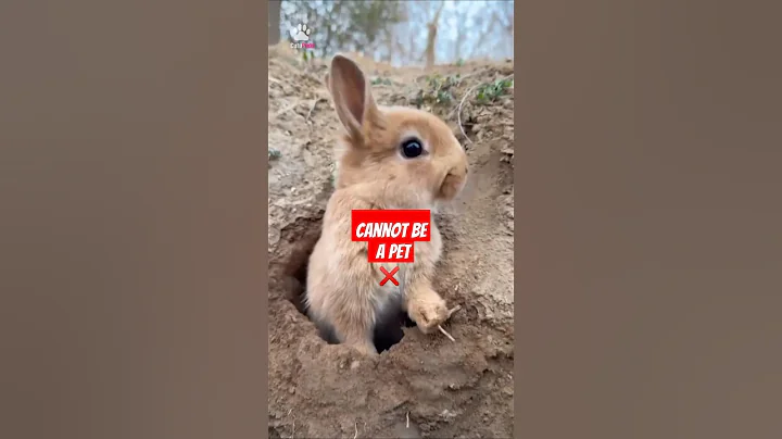 Wild bunnies cannot be a pet ❌  #shorts #bunny