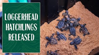 Loggerhead Hatchlings Released off Shelly Beach