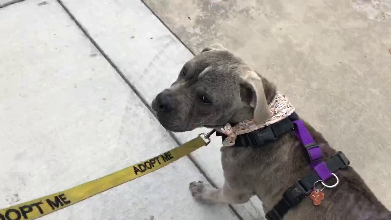 Libby on a Leash YouTube