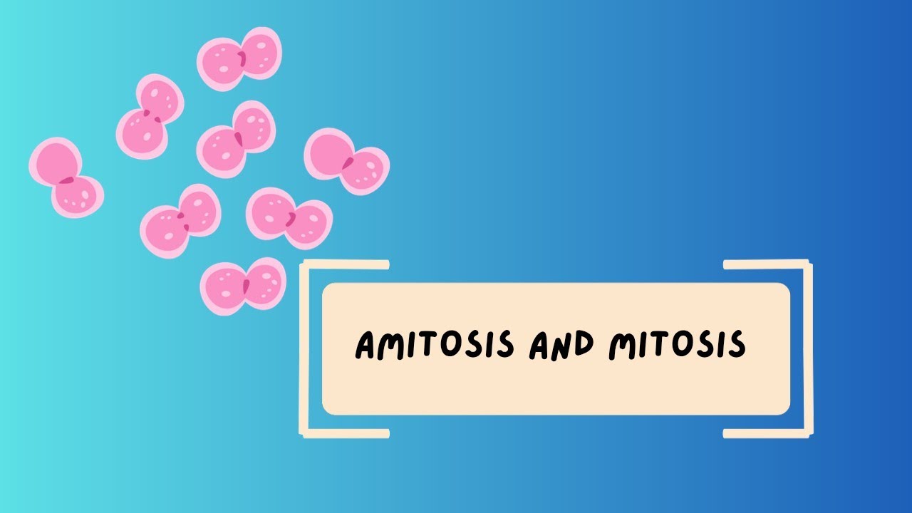 Деление клеток: амитоз и митоз || Вахенгбам Джабин Деви