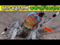 World Most Beautiful Spider😘| दुनिया के सबसे खूबसूरत मकड़ी🔥| World Beautiful Peacock Spider #short