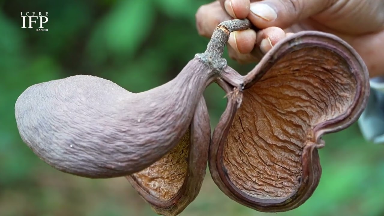 NATURE TRAIL EPISODE 02