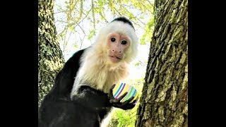 Pet Monkey Easter Egg Hunt