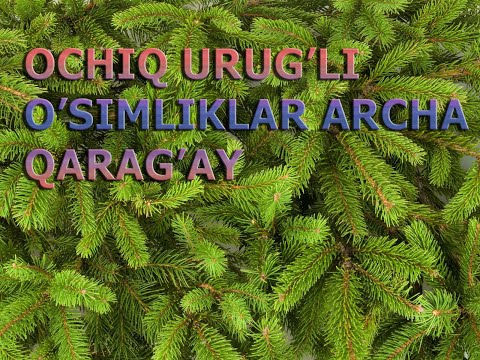 Video: Qarag'ay Og'ir