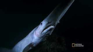 Самые быстрые челюсти в океане! | National Geographic
