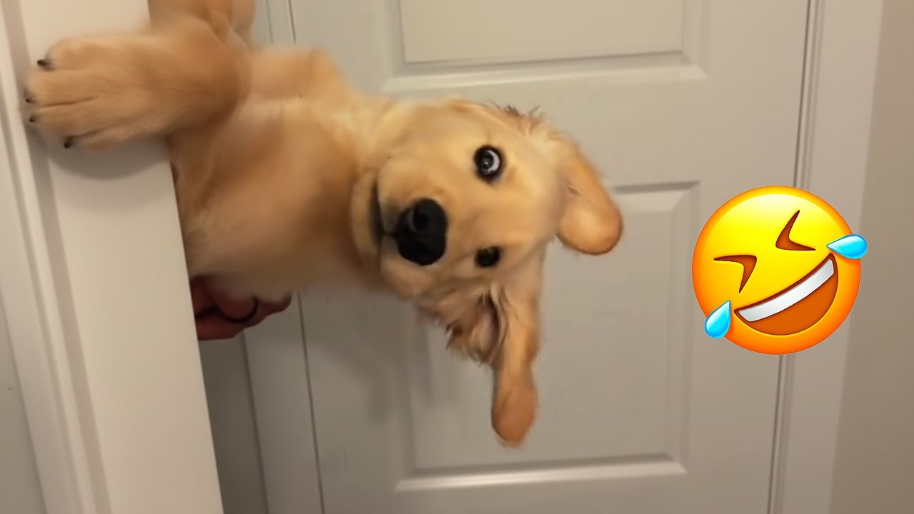 Dogs Being Dogs 🐶😂  Funniest Dog Videos Compilation Wait for the Cat at the End! 1