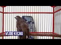 Cocok Untuk Memancing Trucuk Bisu Macet Dan Stres Agar Nyaut Dan Gacor Mp3 - Mp4 Download