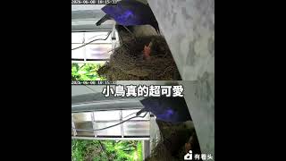 機長農場台灣紫嘯鶇08 June 餵食秀 原來他們餵食的食物是這些！#機長 #農場 #台灣紫嘯鶇 