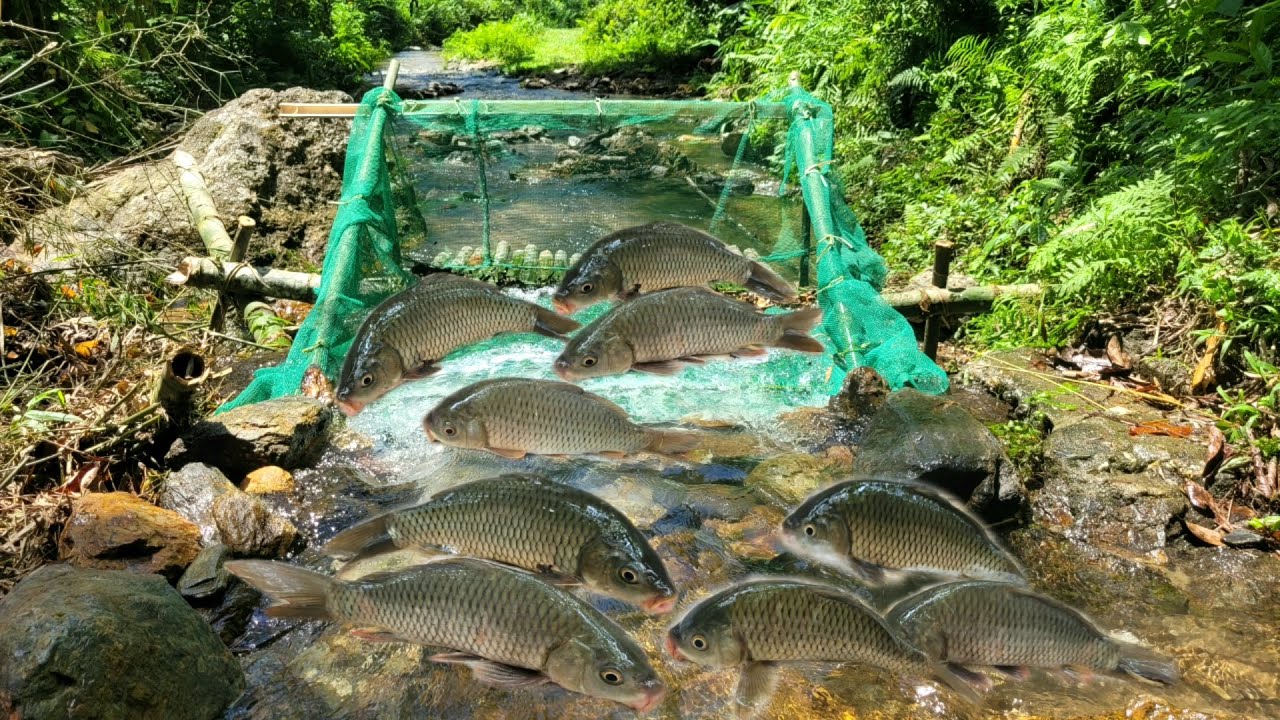 The boy used the net to make a trap to catch fish in the stream. - YouTube