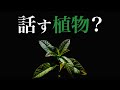 植物としゃべろう