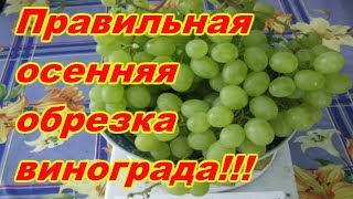 ПРАВИЛЬНАЯ ОСЕННЯЯ ОБРЕЗКА 1-НО И 2-Х ЛЕТНИХ КУСТОВ ВИНОГРАДА! ПРАВИЛЬНАЯ ОСЕННЯЯ ОБРЕЗКА 1-НО И 2-Х ЛЕТНИХ КУСТОВ ВИНОГРАДА!