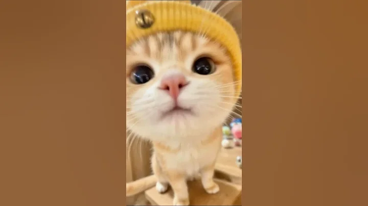 Watch the video about Salute to you my dear princess 👸🏻meow~ 😺 #shorts #cat #kitten#kenjzifarm#petsunited#kenjzipetualang