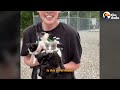 Cat Thinks He's Mom's Emotional Support Boyfriend | The Dodo