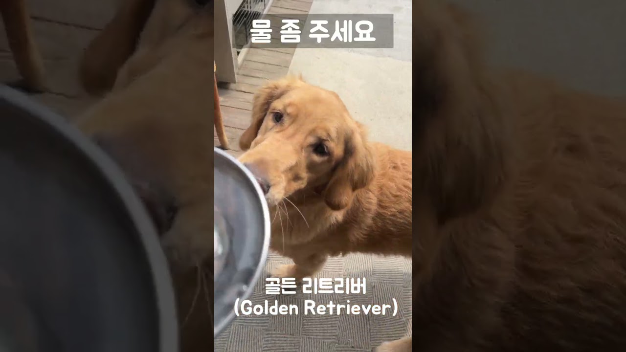 물 좀 주세요. 골든 리트리버  Golden Retriever #골든리트리버 #Golden Retriever #포천그린빌 #그린빌3 #애견놀이터