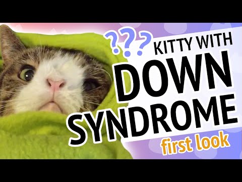 Cat with Down Syndrome - Meet Monty