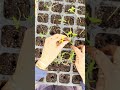 Tomato Babies!!Salsa Soon! #shorts #shortvideo #short #blessed