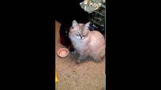 Home-cat-video01 Home-cat-video01