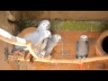 A Grey Future  Captive Breeding of African Grey Parrots of South Africa