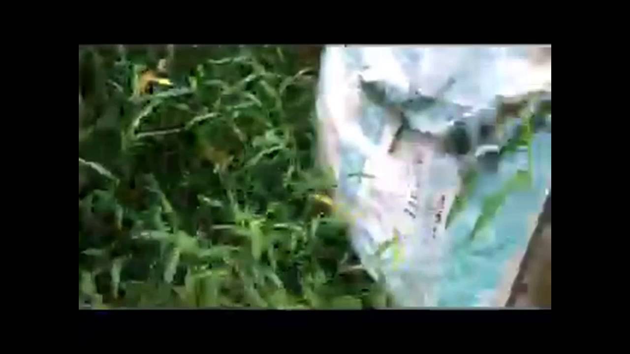 Calf, guinea pigs and 300 rabbits found at N.J. home