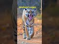Tiger’s Weird Smile Has a Dark Purpose #animalengineering #animalbehavior #tigersmile #biology