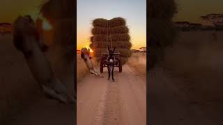Donkey Hangs Mid Air as Lions Panic 😂🦁🐴 #donkey,#lionpanic,#warthog #funny#shorts#viral#trand