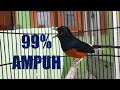 Menit Saja Murai Batu Macet Total Langsung Respon Bunyi Dengan Pancingan Ini Mp3 - Mp4 Download