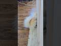 Mochi?! Pounding N playing on the ground. She such a cutie and so funny 😁. Mochi verses bug!
