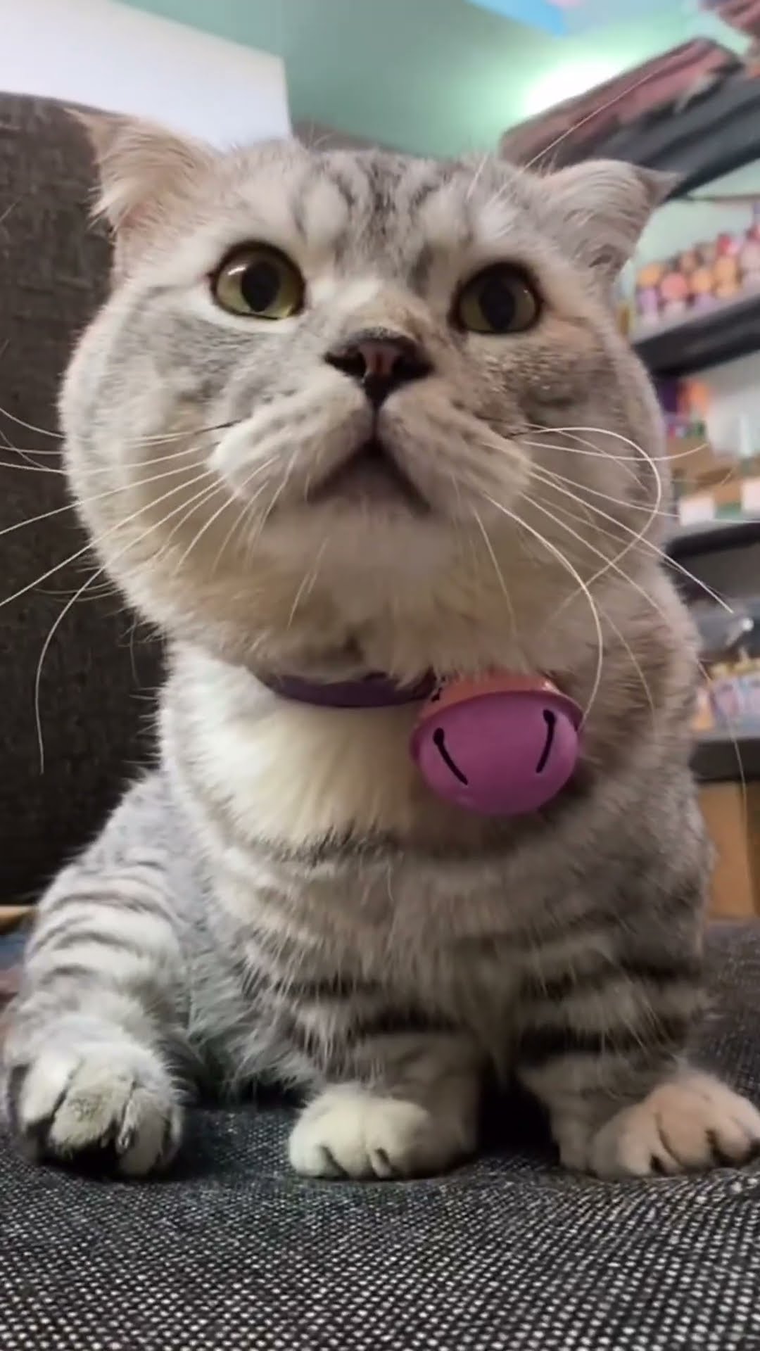 My Cat Is Skinny And Emaciated X i ML YouTube My Cat Is Skinny And Emaciated X i ML YouTube