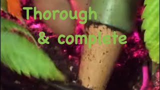 Ideal indoor marijuana Drip system. update; blumat Tropf sensors & beyond!