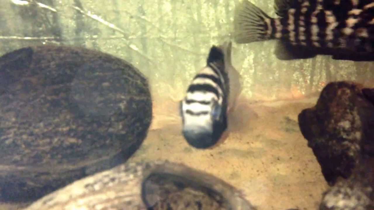 dress shoes Nandopsis tetracanthus aka Cuban cichlid spawn! Underwater video!