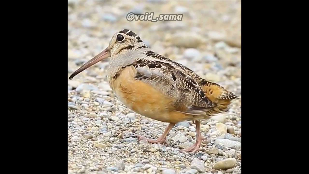 pajarito bailando Benteveo