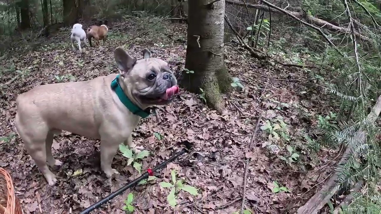 Сухо, але ГРИБИ лізуть!.. Дива природи! Ліси Прикарпаття тішать ГРИБАМИ